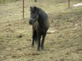 Nový kamarád ve stáji